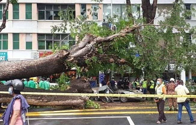 Sebuah pokok tumbang di Jalan Perak, Georgetown menyebabkan seorang mekanik maut