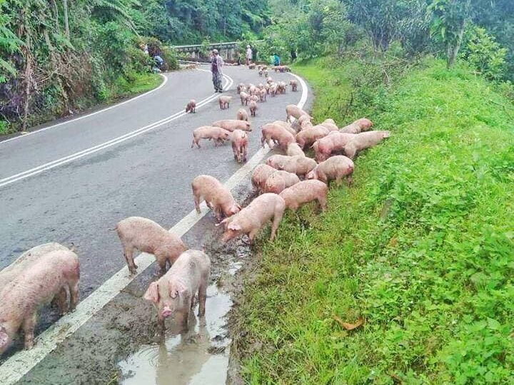 Sekawan babi berkeliaran di tepi jalan ini boleh mengundang bahaya kepada orang ramai