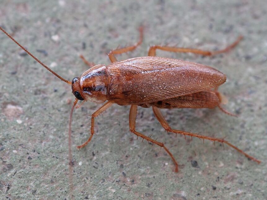 German cockroach atau Blattella Germanica sering membiak dalam kenderaan